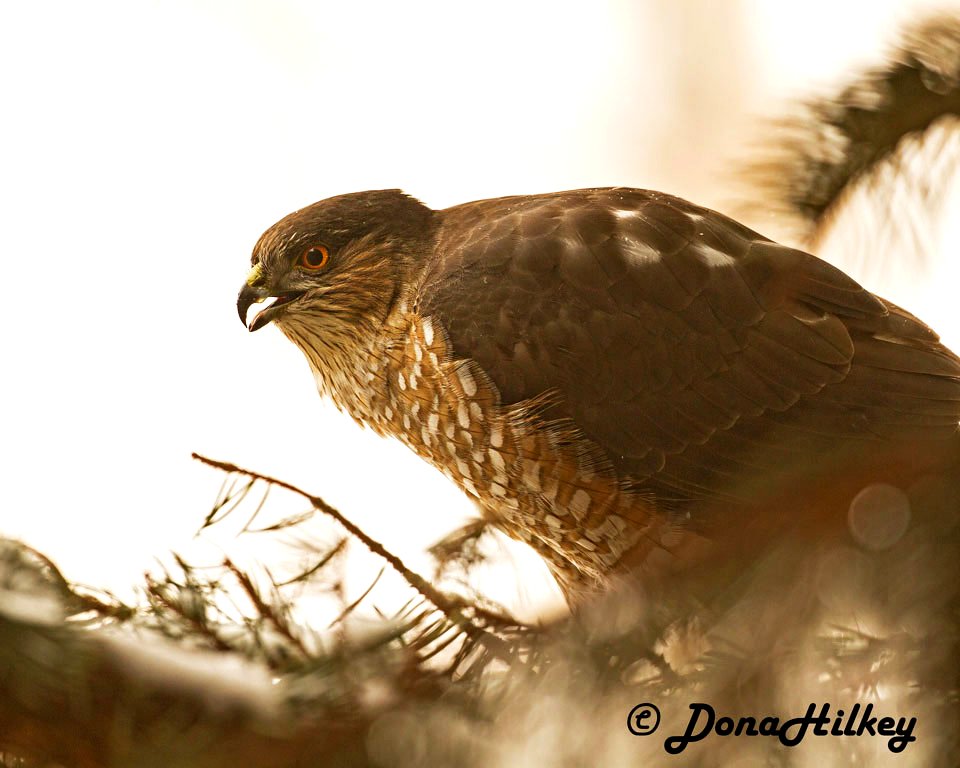 Sharp-shinned Hawk