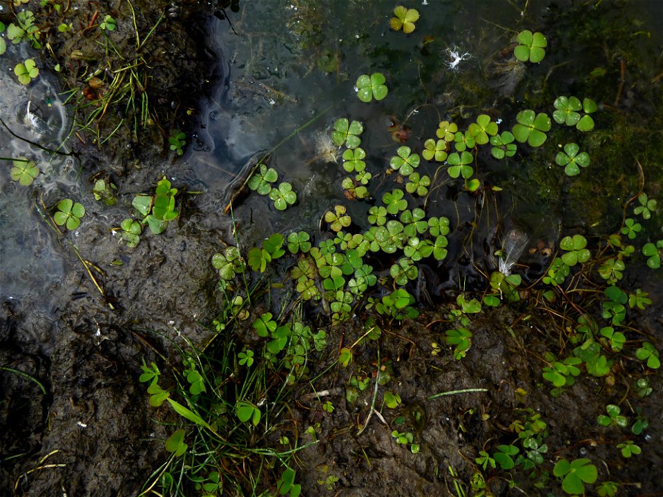 Marsilea quadrifolia L., 1753