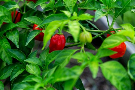 Hot Peppers photo