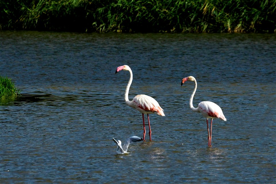 26-08-2022 Aiguamolls de l' Empordà
