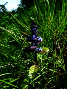 Ajuga reptans L., 1753