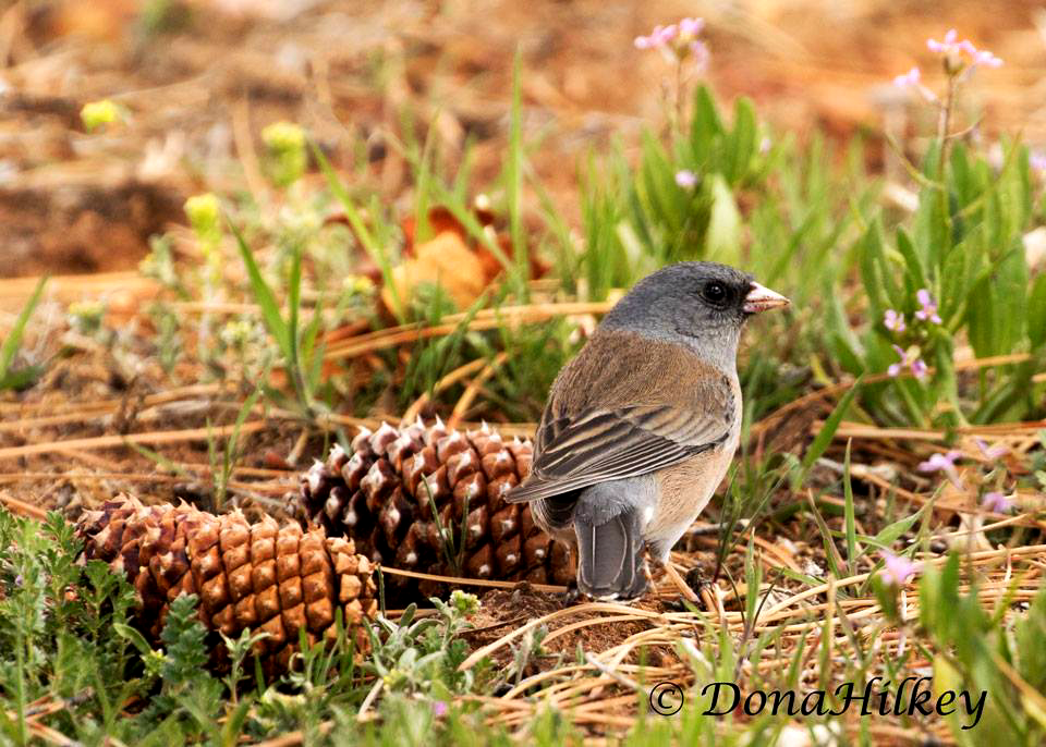 Dark-eyed Junco photo