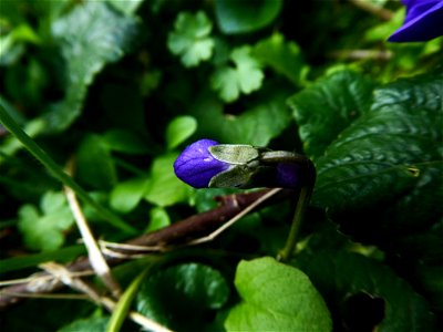 Viola hirta L., 1753