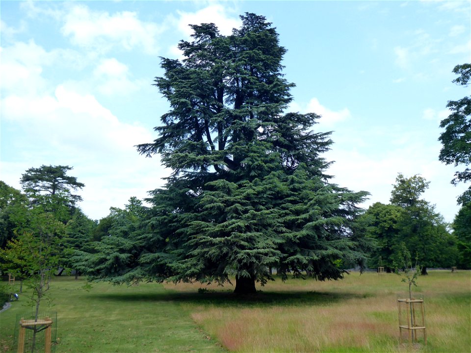 Cedrus atlantica (Manetti ex Endl.) Carrière, 1855
