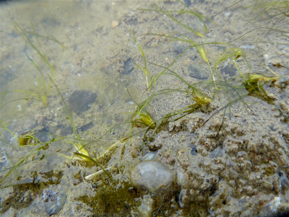 Althenia filiformis Petit, 1829