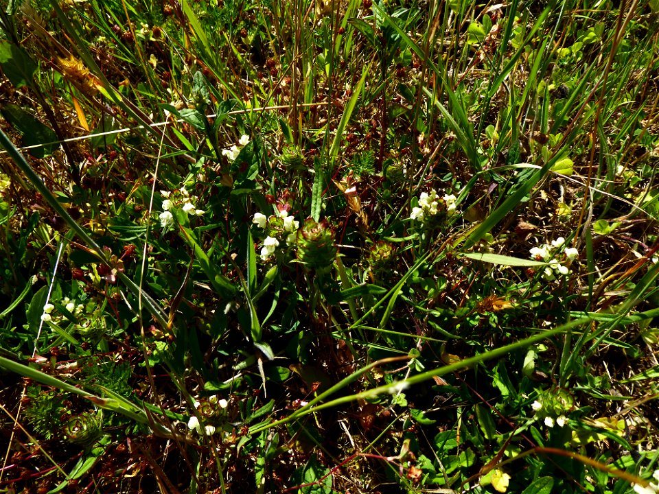 Prunella laciniata (L.) L., 1763