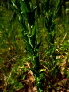 Lepidium campestre (L.) W.T.Aiton, 1812