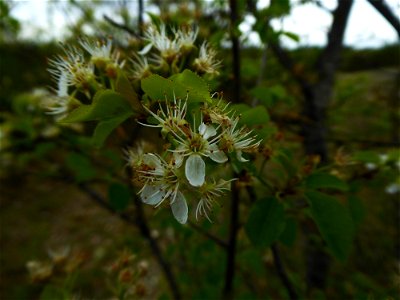 Prunus mahaleb L., 1753
