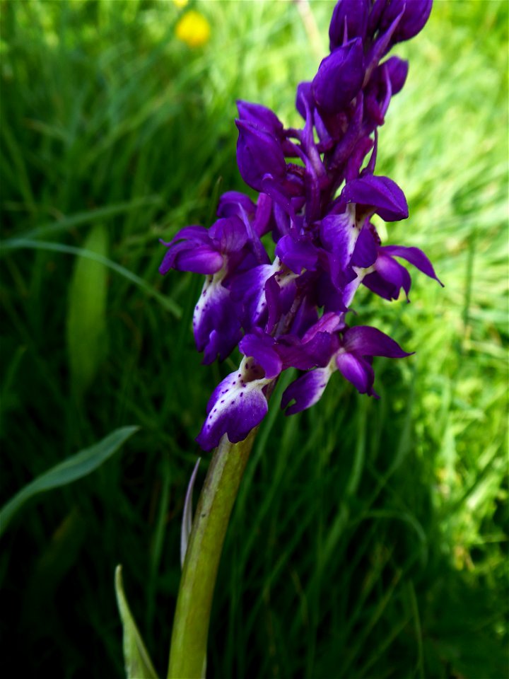 Orchis mascula (L.) L., 1755