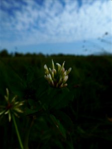 Trifolium michelianum Savi, 1798