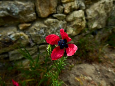 Papaver hybridum L., 1753