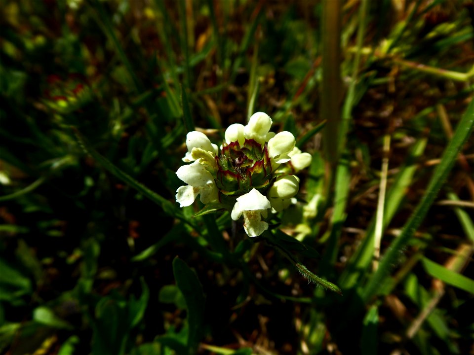 Prunella laciniata (L.) L., 1763