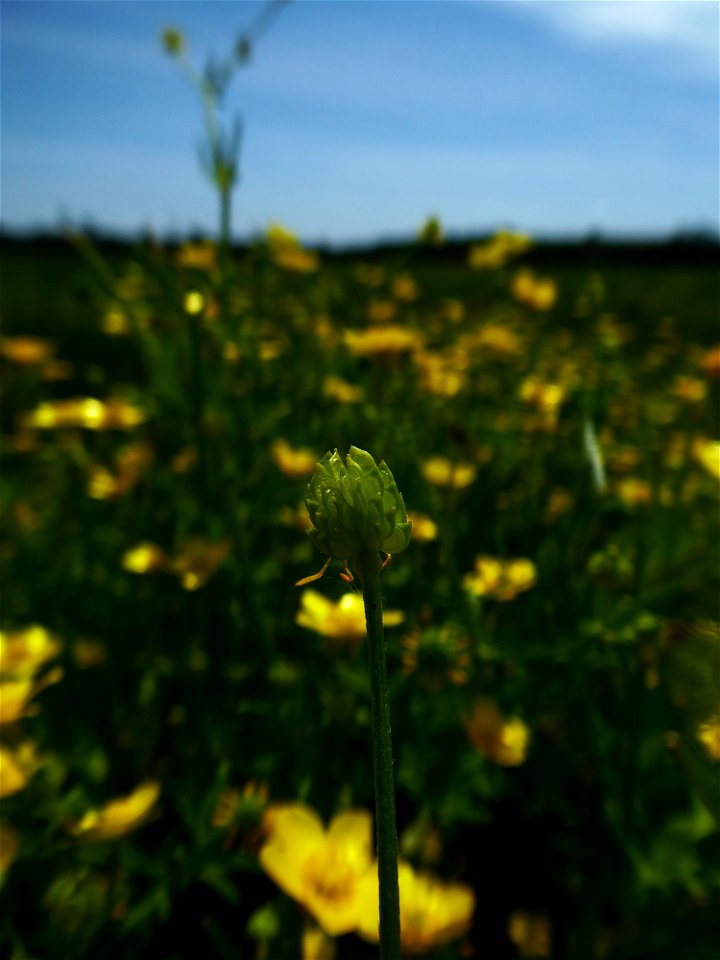 Ranunculus sardous Crantz, 1763