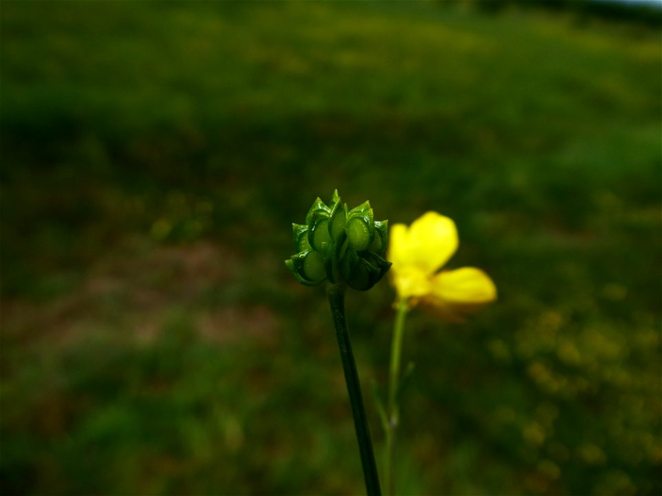 Ranunculus sardous Crantz, 1763
