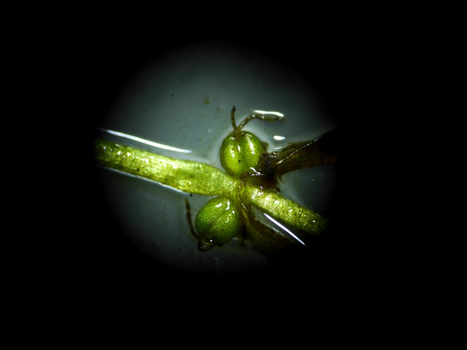 Callitriche obtusangula Le Gall, 1852