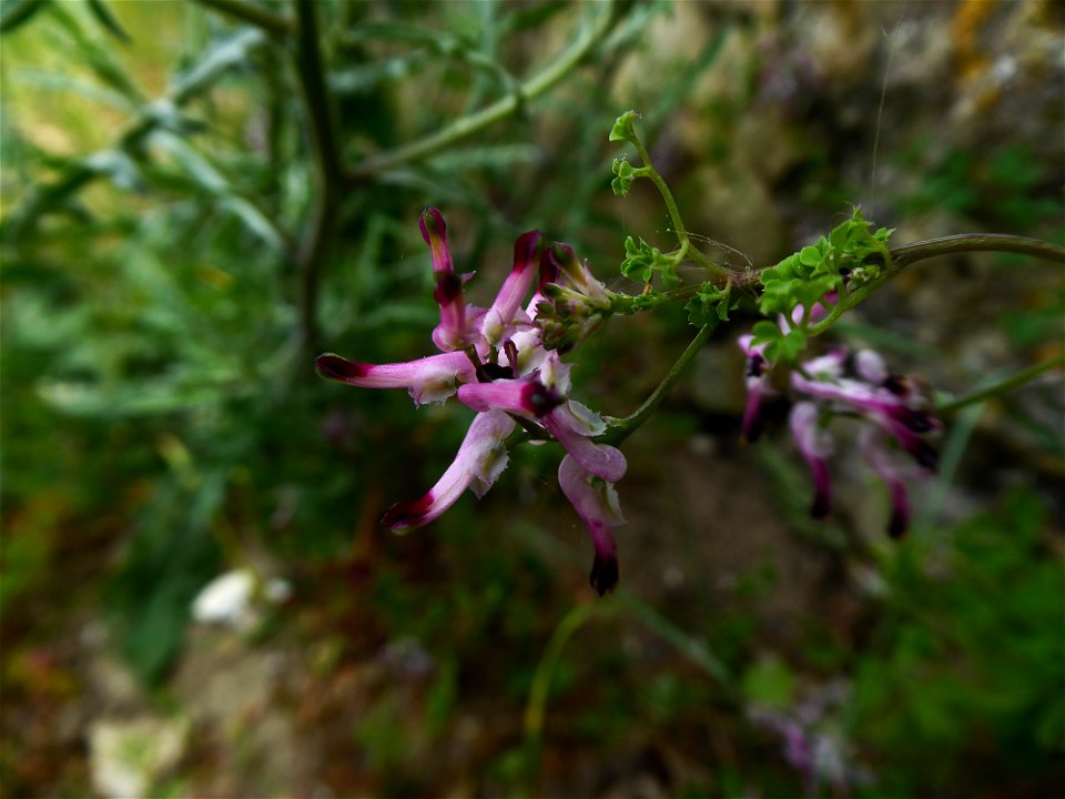 Fumaria cf. bastardii Boreau, 1847