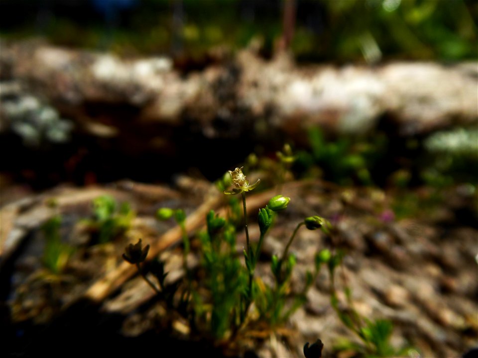 Sagina procumbens L., 1753