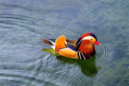 18-01-2023 Estany de Banyoles