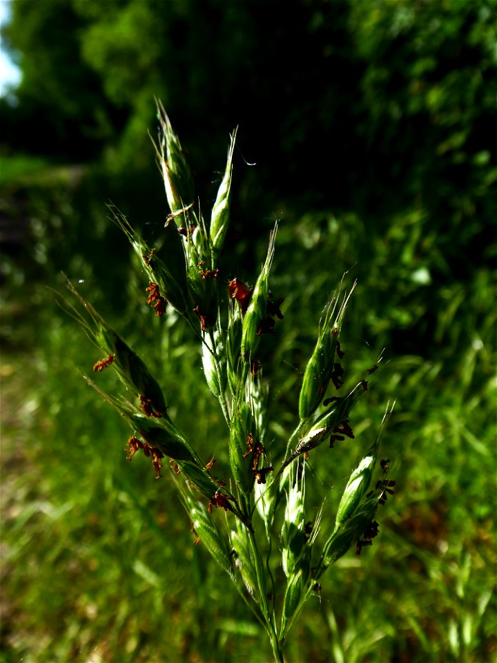 Bromus hordeaceus subsp. hordeaceus L., 1753