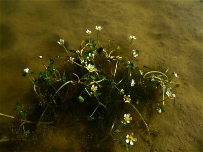 Ranunculus peltatus subsp. baudotii (Godr.) Meikle ex C.D.K.Cook, 1984