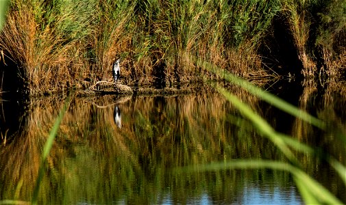 15-08-2019 Aiguamolls de l' Empordà