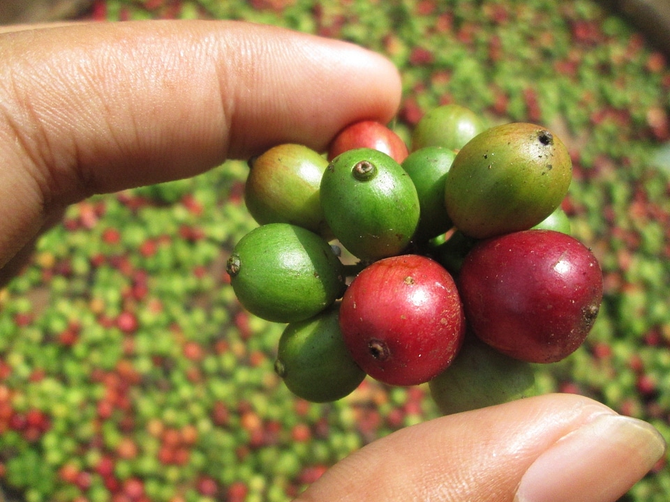 Coffee young coffee coffee fruit