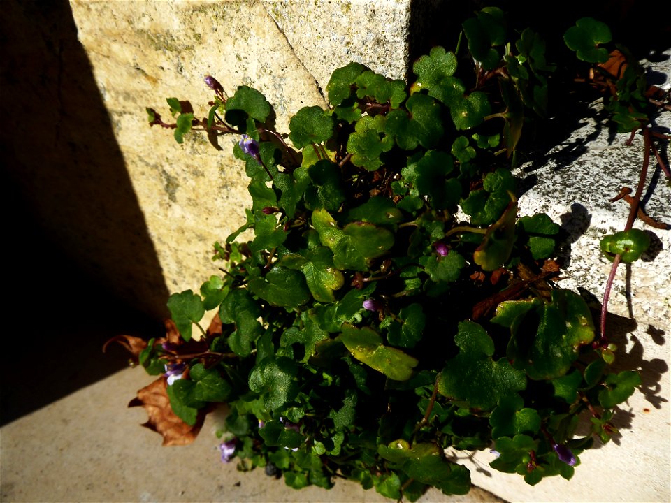 Cymbalaria muralis G.Gaertn., B.Mey. & Scherb., 1800