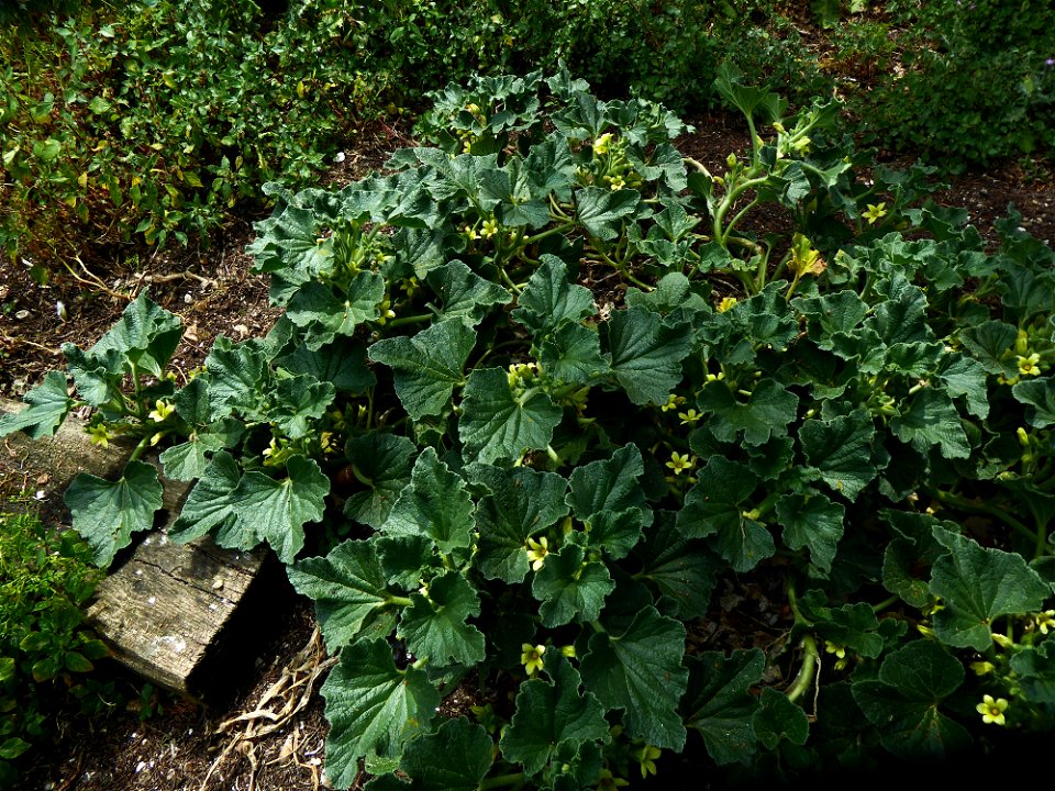 Ecballium elaterium (L.) A.Rich., 1824