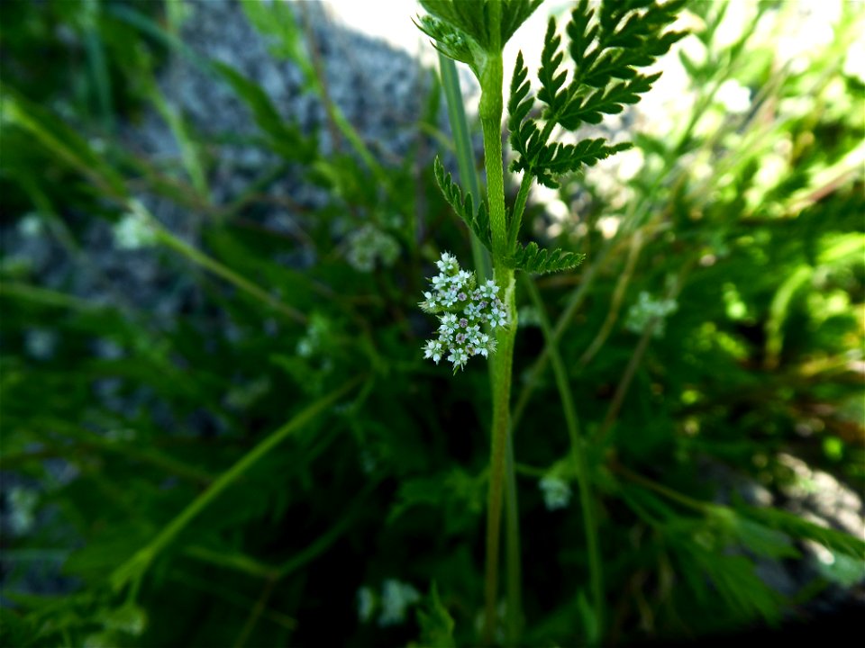 Torilis nodosa (L.) Gaertn., 1788