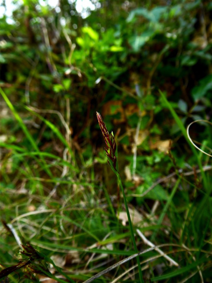 Carex halleriana Asso, 1779