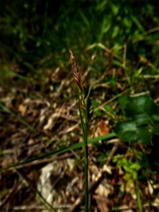 Carex halleriana Asso, 1779