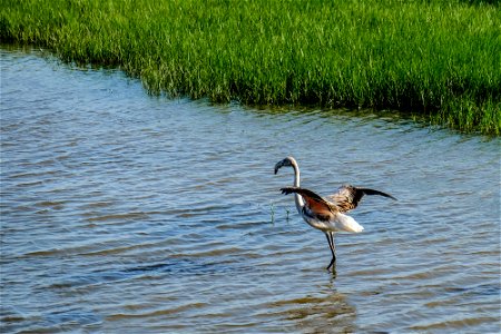 22-09-2018 Aiguamolls de l' Empordà photo