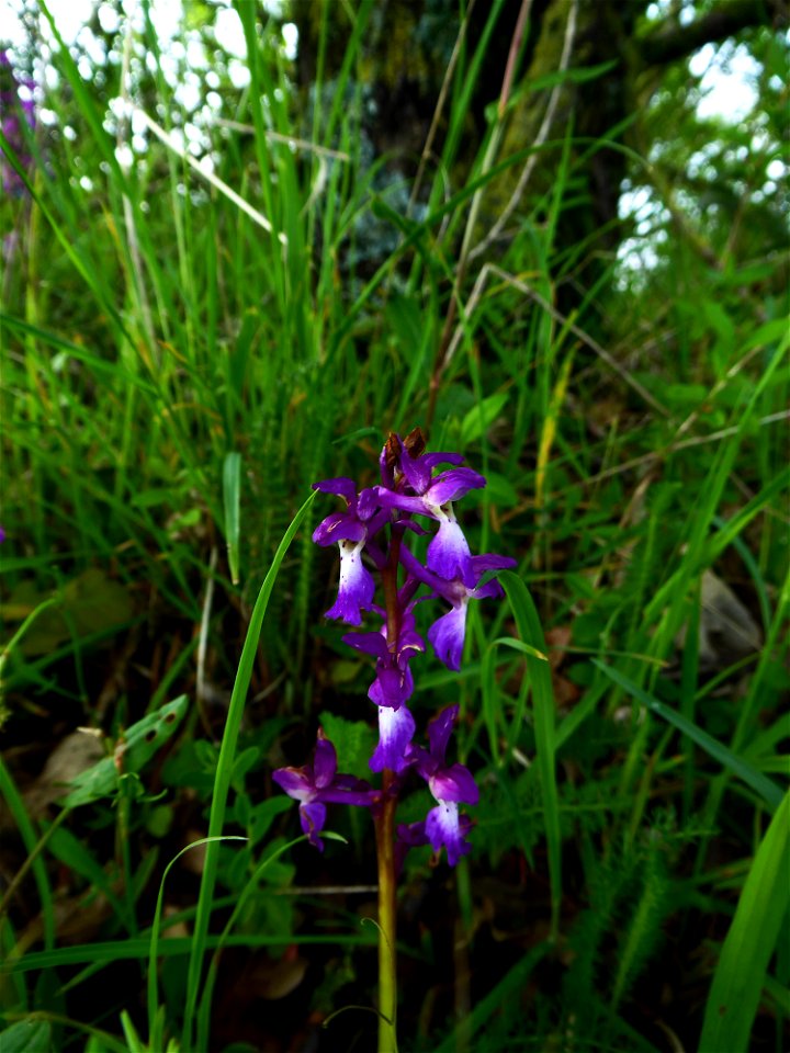 Orchis mascula (L.) L., 1755