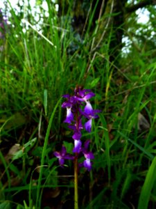 Orchis mascula (L.) L., 1755