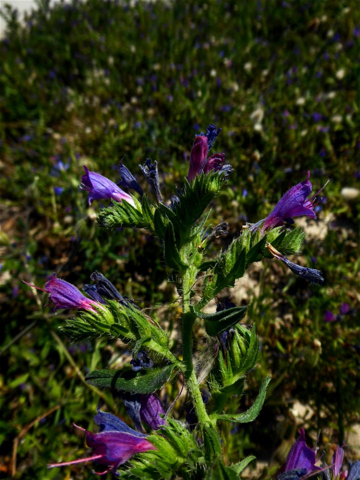 Echium rosulatum Lange, 1855