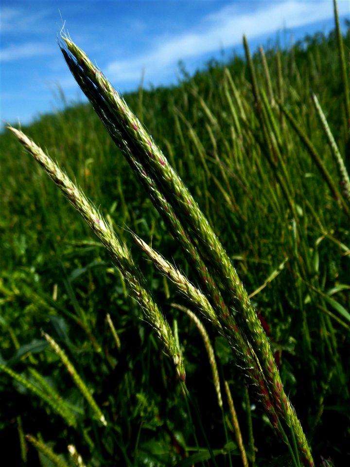 Alopecurus myosuroides Huds., 1762