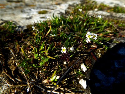 Draba verna L., 1753