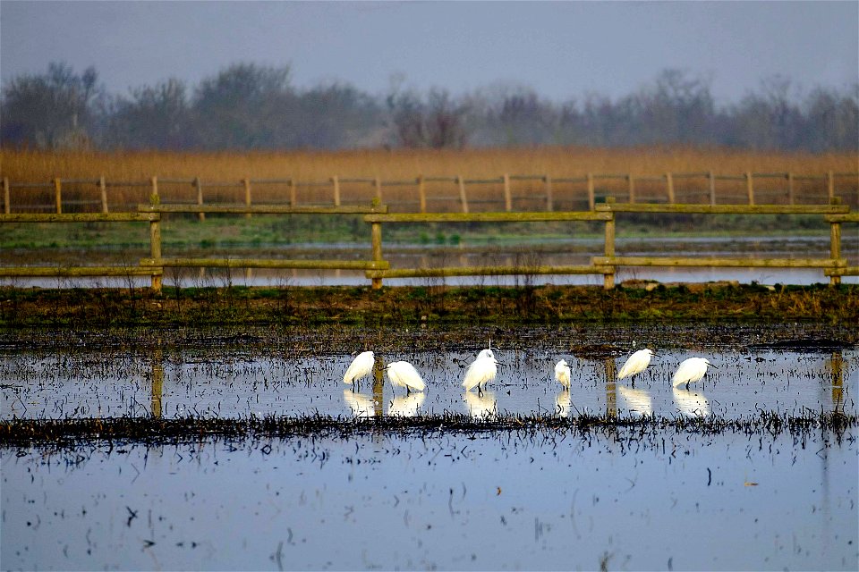 16-02-2021 Aiguamolls de l' Empordà
