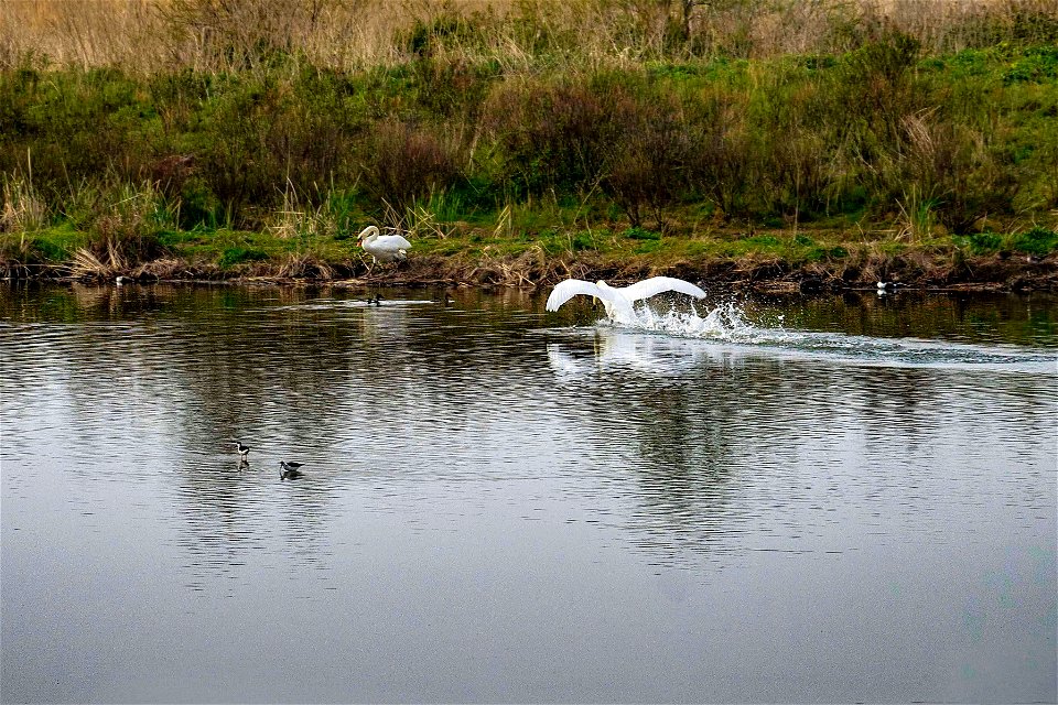 26-03-2021 Aiguamolls de l' Empordà