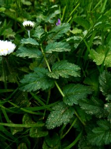 Erodium moschatum (L.) L'Hér., 1789