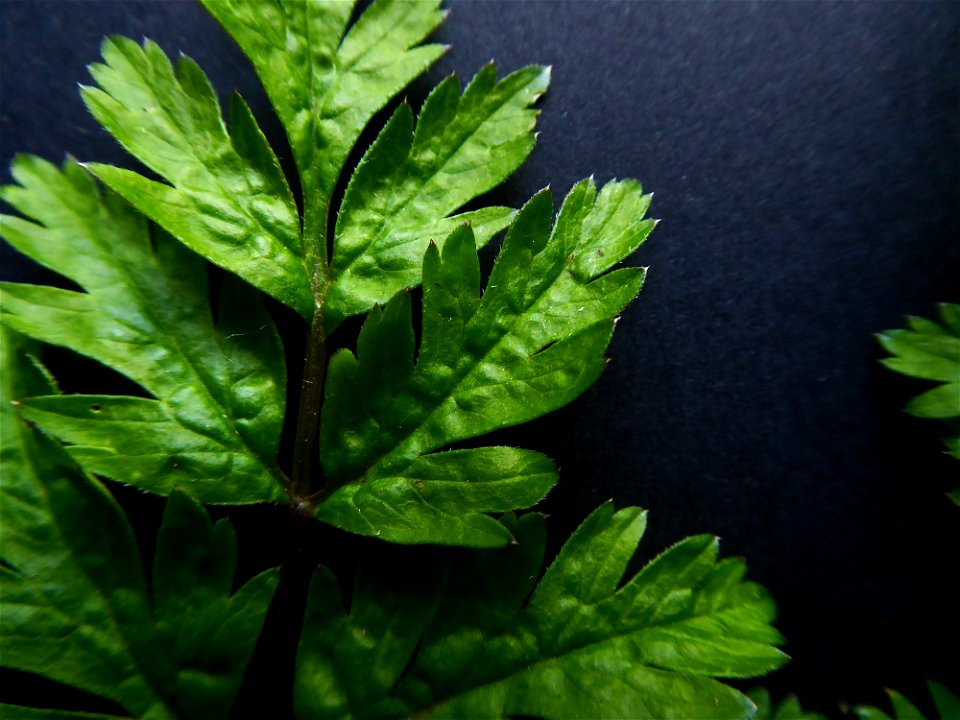 Anthriscus sylvestris (L.) Hoffm., 1814