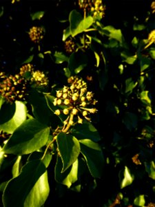 Hedera helix L., 1753