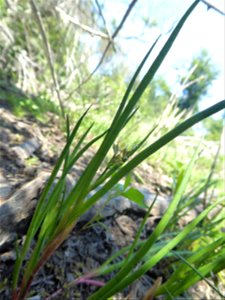 Juncus heterophyllus Dufour, 1825