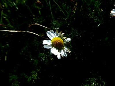 Tripleurospermum inodorum (L.) Sch.Bip., 1844