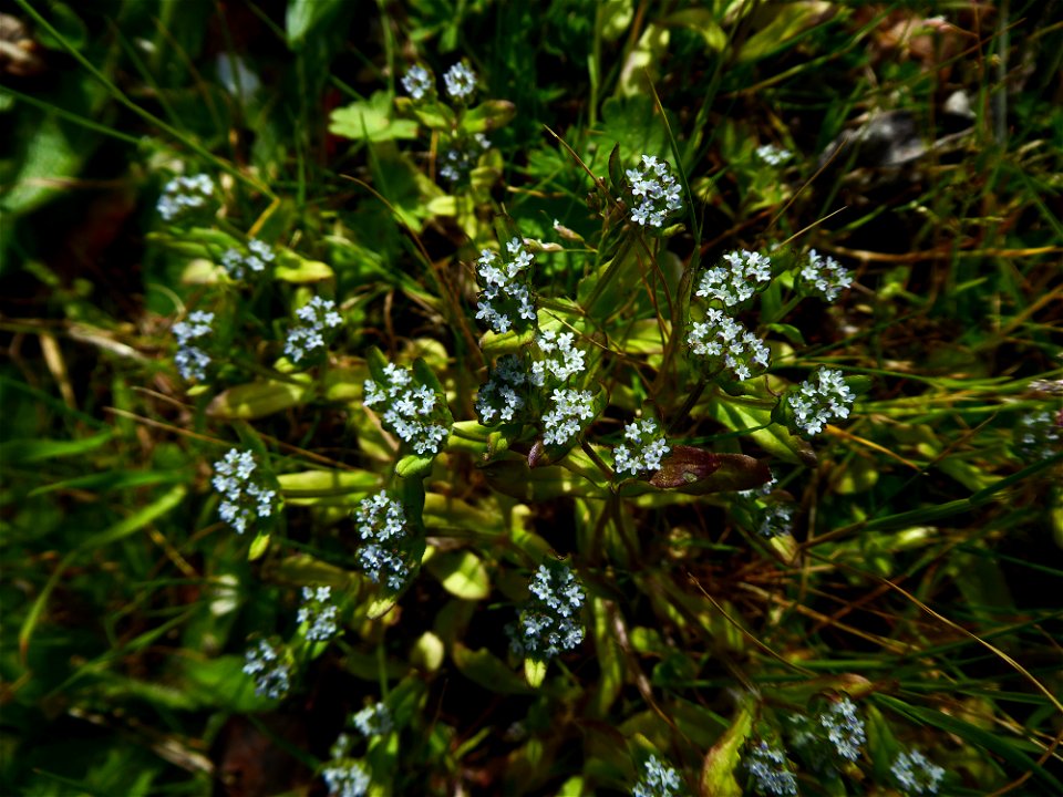 Valerianella locusta (L.) Laterr., 1821