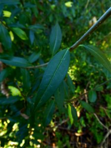 Ligustrum vulgare L., 1753