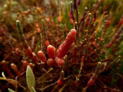 Sarcocornia perennis (Mill.) A.J.Scott, 1978