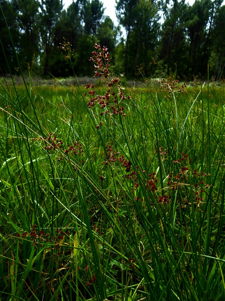 Juncus acutiflorus Ehrh. ex Hoffm., 1791