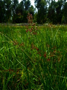 Juncus acutiflorus Ehrh. ex Hoffm., 1791