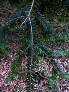 Abies grandis (Douglas ex D.Don) Lindl., 1833